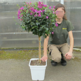 Bougainvillea, Mauve